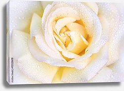 Постер Макро фотография белой розы с каплями воды