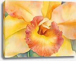 Постер Orchid petals like sunrays