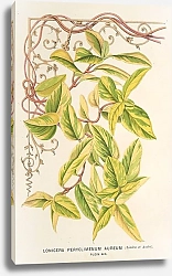 Постер Лемер Шарль Lonicera peryclimenum aureum