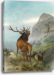 Постер Дейкер Карл Трубчатый олень