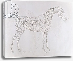 Постер Стаббс Джордж Illustration from 'The Anatomy of the Horse, 1766