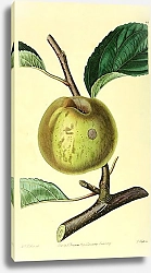 Постер Рыжее яблоко Sykehouse