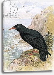 Постер Школа: Английская 20в. Chough 3