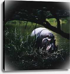 Постер Гиппопотам в болоте