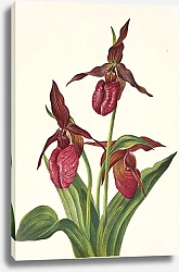 Постер Уолкотт Мари Pink Ladyslipper. Cypripedium acaule