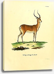 Постер Чернопятая антилопа импала