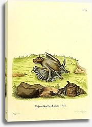 Постер Летучая мышь Vespertilio Cephalotes