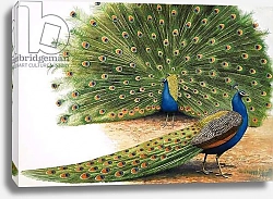Постер Дэвис Р. (жив, дет) Peacocks