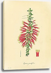 Постер Epacris Grandiflora 2