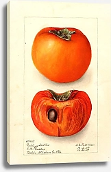 Постер Пассмор Дебора Диоспирос: Божьи коровки без косточек