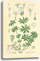 Постер Rubiaceae, Asperula odorata