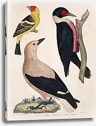 Постер Птицы Америки Уилсона 20