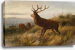 Постер Дейкер Карл Ротвильдрудель