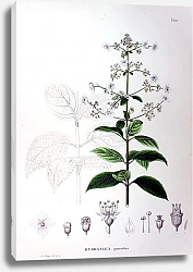 Постер Флора Японии №59