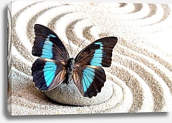 Постер Чёрно-голубая бабочка на круглом камне на песке