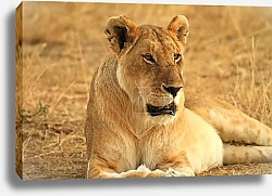 Постер Львица 5