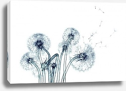 Постер Рентгеновское изображение одуванчиков на белом