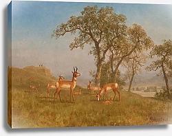 Постер Бирштад Альберт Пасущаяся антилопа