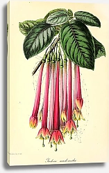 Постер Fuchsia Macrantha