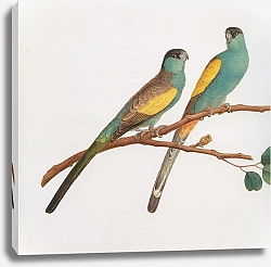 Постер Hooded Parrot