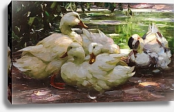 Постер Кестер Александр Утки на берегу
