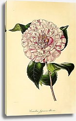 Постер Camellia Japonica Albertii