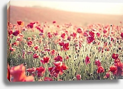 Постер Долина маков и летний закат