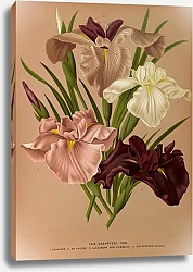 Постер Арендсен Арентина Айрис Кемпфери. Вар