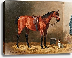 Постер Волкерс Эмиль Gesattelter Brauner im Stall mit einem Hund