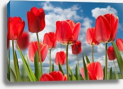 Постер Панорама с желто-красными тюльпанами