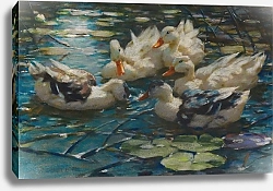Постер Кестер Александр Пять разноцветных уток в голубой воде из кувшинок