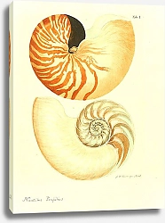 Постер Морские раковины 001