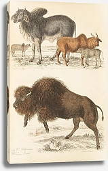 Постер Макгилливрей Уильям Oxen