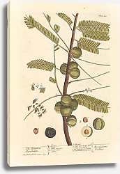 Постер Блэквелл Элизабет Эмблема миробалана