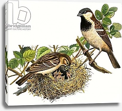 Постер Дэвис Р. (жив, дет) Unidentified birds feeding chicks