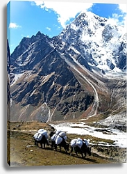 Постер Навьюченные яки в Непале, недалеко от горы Эверест