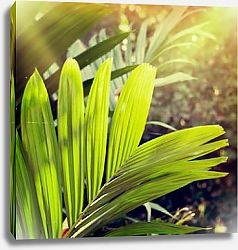 Постер Тропическая листва