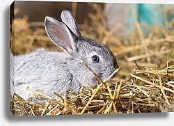Постер Заяц на сене