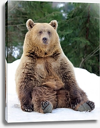 Постер Медведь, сидящий на снегу