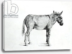 Постер Стаббс Джордж Donkey 1766