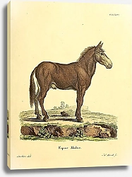 Постер Мул Equus Mulus