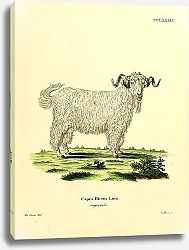 Постер Домашняя коза Capra Hircus