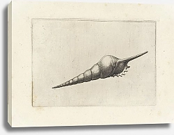 Постер Холлар Вецеслаус (грав) Dark-mouthed tibia