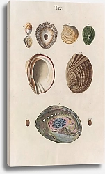 Постер Спаловский Иоганн Prodromus in systema historicum testaceorum Pl.09