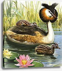 Постер Дэвис Р. (жив, дет) Great-crested Grebe