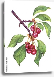 Постер Ветка черной вишни с гроздьями ягод