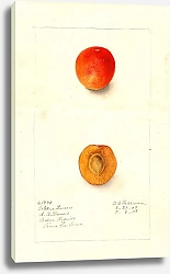 Постер Пассмор Дебора Prunus domestica: Золотая королева