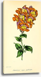 Постер Antirrhinum majus quadricolor