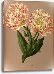 Постер Арендсен Арентина Махровый тюльпан Рафаэль.