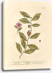 Постер Блэквелл Элизабет Зеленый чай